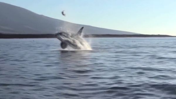 Orca Stuns Tourists by Tossing Sea Turtle Out of Water - Sputnik International