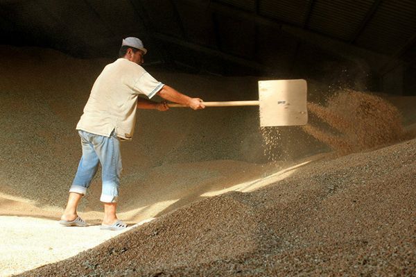 A worker in the granary on Divavan's farm - Sputnik International