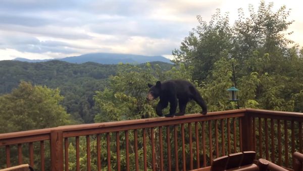 Bear Cub Discovers the Bird-feeders - Sputnik International