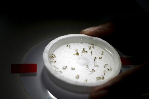 A biologist places a recipient with larvae of aedes aegypti mosquitoes as he conducts a research on preventing the spread of the Zika virus and other mosquito-borne diseases at a control and prevention center in Guadalupe, neighbouring Monterrey, Mexico, March 8, 2016 A biologist places a recipient with larvae of aedes aegypti mosquitoes as he conducts a research on preventing the spread of the Zika virus and other mosquito-borne diseases at a control and prevention center in Guadalupe, neighbouring Monterrey, Mexico, March 8, 2016 - Sputnik International