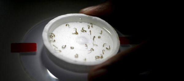 A biologist places a recipient with larvae of aedes aegypti mosquitoes as he conducts a research on preventing the spread of the Zika virus and other mosquito-borne diseases at a control and prevention center in Guadalupe, neighbouring Monterrey, Mexico, March 8, 2016 - Sputnik International