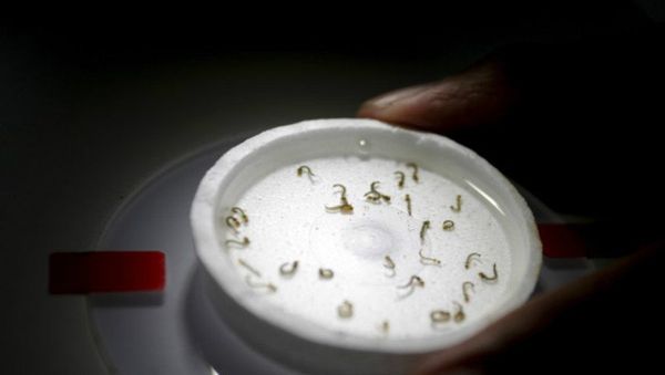 A biologist places a recipient with larvae of aedes aegypti mosquitoes as he conducts a research on preventing the spread of the Zika virus and other mosquito-borne diseases at a control and prevention center in Guadalupe, neighbouring Monterrey, Mexico, March 8, 2016 A biologist places a recipient with larvae of aedes aegypti mosquitoes as he conducts a research on preventing the spread of the Zika virus and other mosquito-borne diseases at a control and prevention center in Guadalupe, neighbouring Monterrey, Mexico, March 8, 2016 - Sputnik International