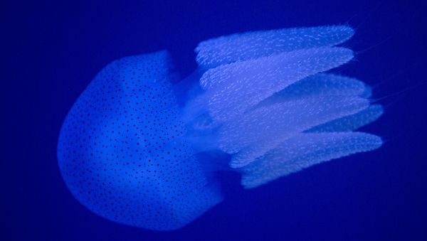 A jellyfish swims in an indoor ocean park aquarium at the Wanda Cultural Tourism City in Nanchang in southeastern China's Jiangxi province, Saturday, May 28, 2016 - Sputnik International