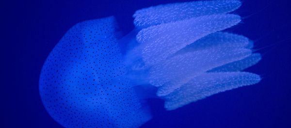 A jellyfish swims in an indoor ocean park aquarium at the Wanda Cultural Tourism City in Nanchang in southeastern China's Jiangxi province, Saturday, May 28, 2016 - Sputnik International