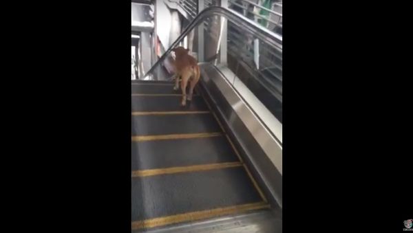 Dog Treadmill Escalator - Sputnik International