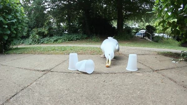 Three Cups And Seagull - Sputnik International