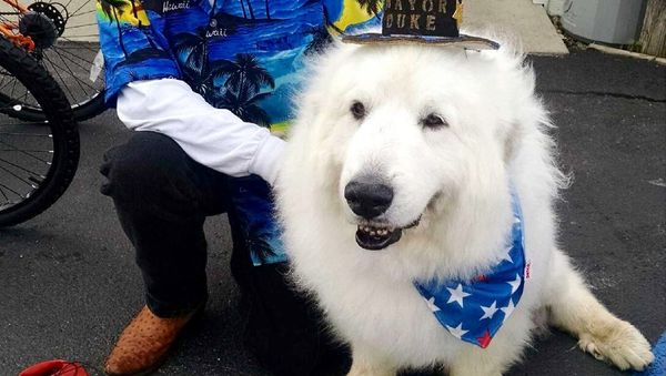 Dog Becomes Mayor Dog Becomes Mayor - Sputnik International