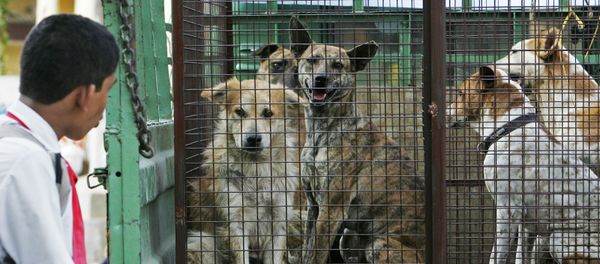 An Indian school student looks at stray dogs inside a cage on the back of a truck - Sputnik International