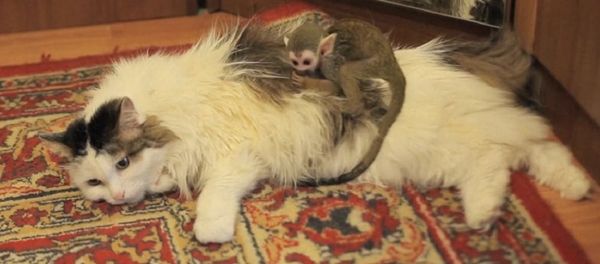 Cat and monkey Cat and monkey - Sputnik International