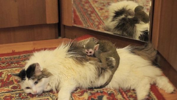 Cat and monkey - Sputnik International
