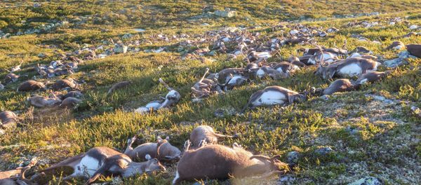 Dead wild reindeer are seen on Hardangervidda in Norway, after lightning struck the central mountain plateau and killed more than 300 of them, in this handout photo received on August 28, 2016 - Sputnik International