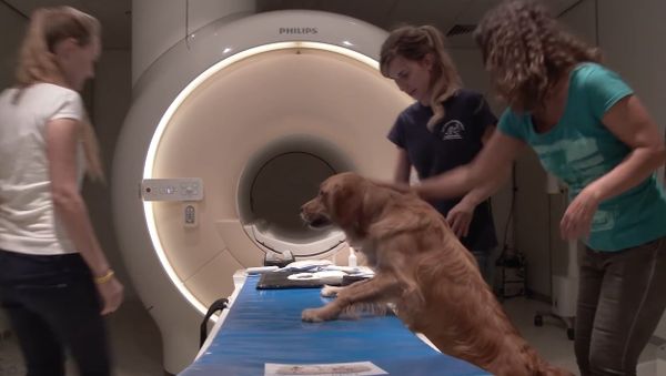 How dog brains process speech - Sputnik International
