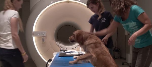 How dog brains process speech - Sputnik International