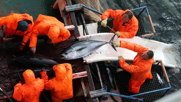 Croatian and Japanese fishermen collect tuna fish in the waters near the Adriatic coastal town of Zadar, Croatia (File) - Sputnik International