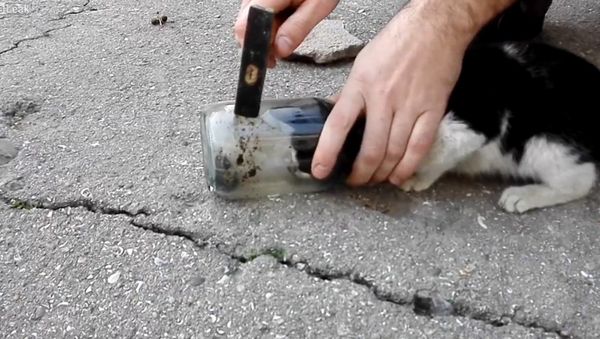 Cat stuck in a glass jar - Sputnik International
