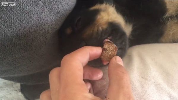 Big dilemma for a little puppy - Sputnik International