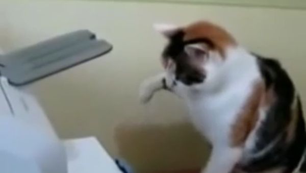 Cat vs. printer - Sputnik International