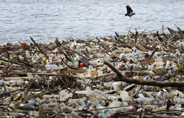 A bird flies past dumped plastic bottles and other garbage A bird flies past dumped plastic bottles and other garbage - Sputnik International