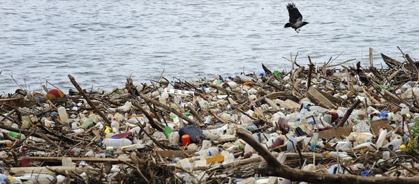 A bird flies past dumped plastic bottles and other garbage - Sputnik International