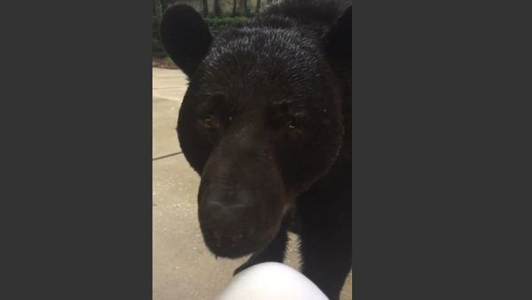 Face-to-Face With Monster Black Bear - Sputnik International