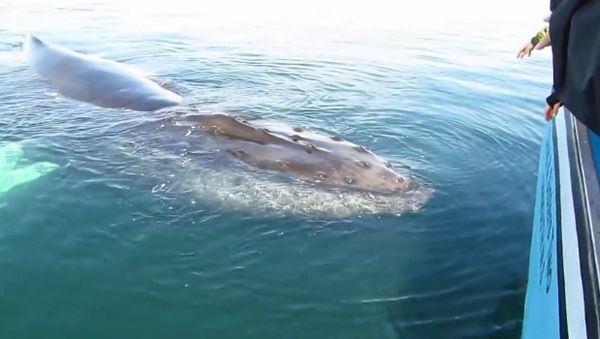 Massive Humpback Whales Intrigued by Boat During Tour - Sputnik International