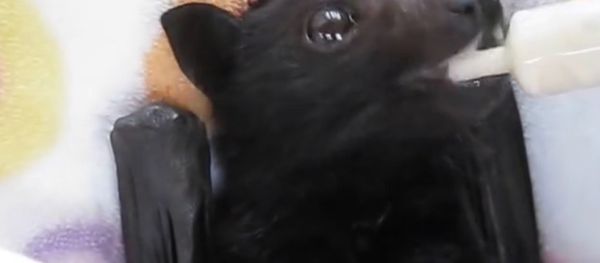 Bat enjoying smoothie - Sputnik International