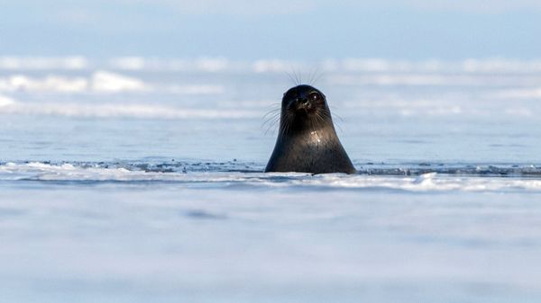 Lake Baikal - Sputnik International