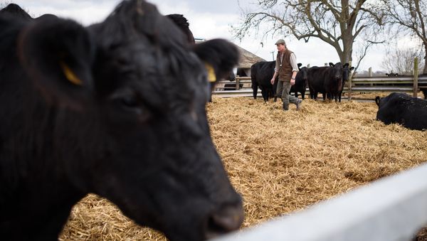 British farmer Tony Bulgin walks through an enclosure of cows on his farm in Thetford, Norfolk, south east England, on March 22, 2016 British farmer Tony Bulgin walks through an enclosure of cows on his farm in Thetford, Norfolk, south east England, on March 22, 2016 - Sputnik International