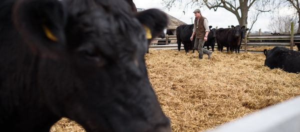 British farmer Tony Bulgin walks through an enclosure of cows on his farm in Thetford, Norfolk, south east England, on March 22, 2016 British farmer Tony Bulgin walks through an enclosure of cows on his farm in Thetford, Norfolk, south east England, on March 22, 2016 - Sputnik International