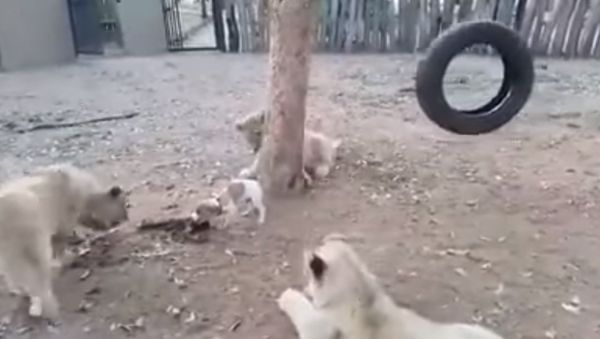 Cute puppy vs 3 lions | Who is the beast? - Sputnik International