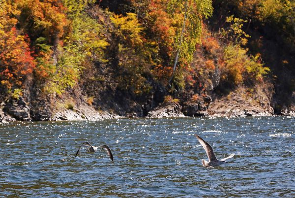 Birds fly over the Yenisei River in Taiga district outside the Siberian city of Krasnoyarsk, Russia, September 5, 2016 Birds fly over the Yenisei River in Taiga district outside the Siberian city of Krasnoyarsk, Russia, September 5, 2016 - Sputnik International
