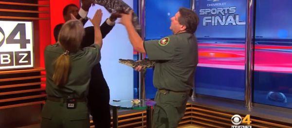 Gator Freaks Out Reporter TV News Blooper Gator Freaks Out Reporter TV News Blooper - Sputnik International