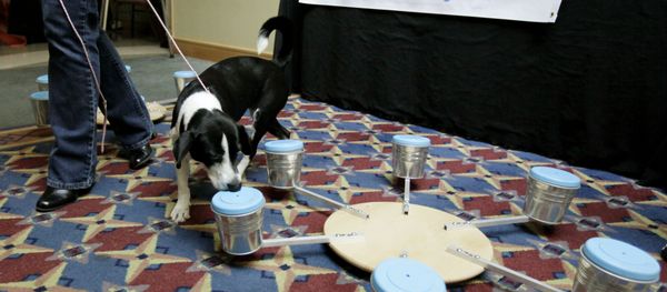 Bella, a 3-year-old beagle/border collie mix that works for Detective Bed Bug, a canine scent detection service, sniffs out a container with a bed bug in it, during the first North American Bed Bug Summit, Tuesday, Sept. 21, 2010, in Rosemont, Ill. - Sputnik International