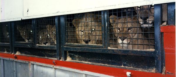 Animal Defenders International - Sputnik International