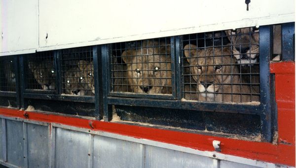 Animal Defenders International Animal Defenders International - Sputnik International