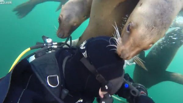 Swarm of Friendly Sea Lions Greet Diver - Sputnik International