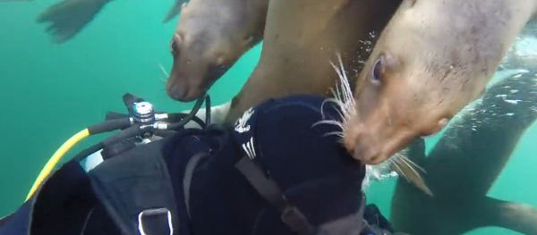 Swarm of Friendly Sea Lions Greet Diver - Sputnik International
