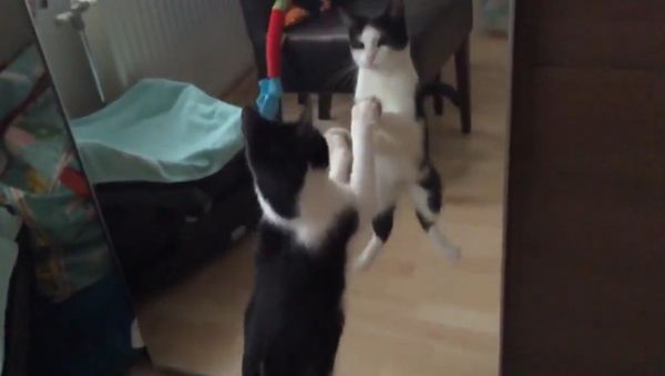 Cat fights own reflection - Sputnik International
