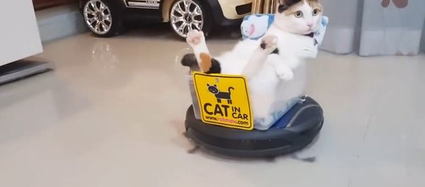 Funny Roomba Cat!!! Rides roomba hoover like a boss! Funny Roomba Cat!!! Rides roomba hoover like a boss! - Sputnik International