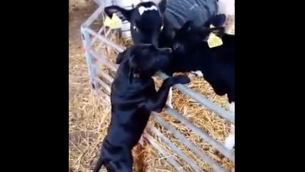 Cows greet dog - Sputnik International