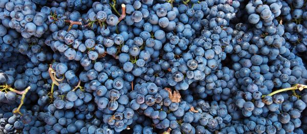 UPPA Winery in Crimea UPPA Winery in Crimea - Sputnik International