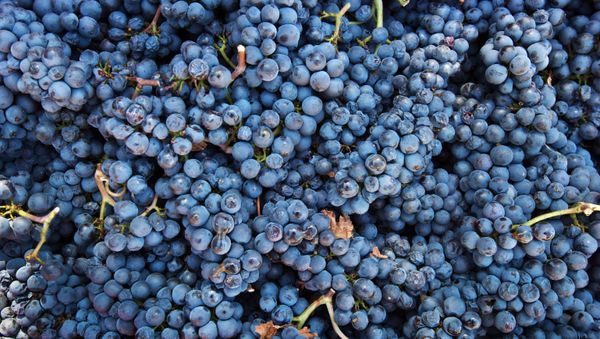 UPPA Winery in Crimea - Sputnik International