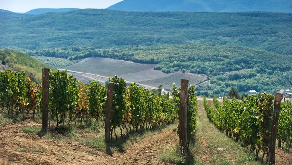 Paul Shvets' winery in Crimea. Paul Shvets' winery in Crimea. - Sputnik International