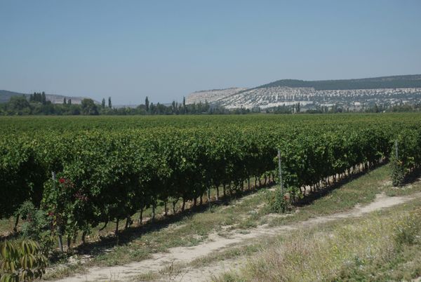 Alexey Akchurin’s Chateau Lucien winery in Crimea. Alexey Akchurin’s Chateau Lucien winery in Crimea. - Sputnik International