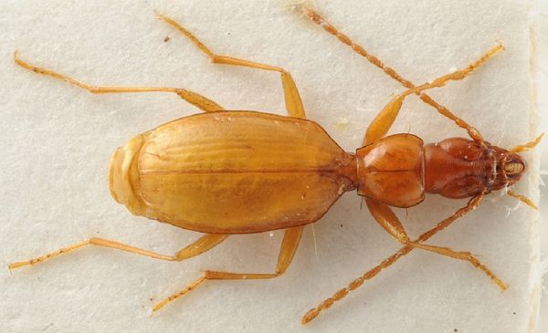 Anophthalmus hitle Anophthalmus hitle - Sputnik International