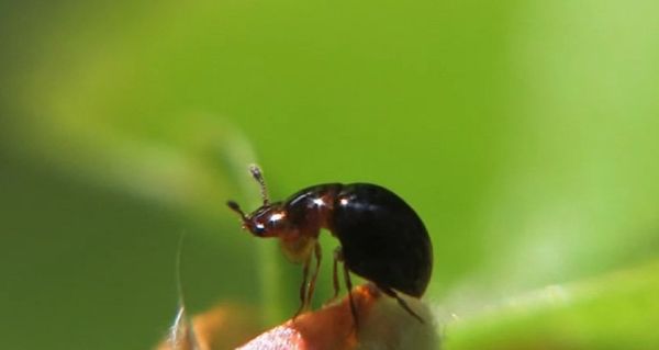Agathidium varians Agathidium varians - Sputnik International