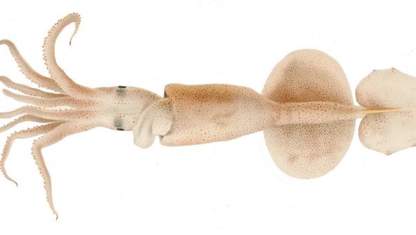 Grimalditeuthis bonplandi - Sputnik International