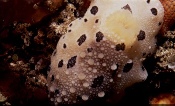 Mandelia mirocornata Mandelia mirocornata - Sputnik International