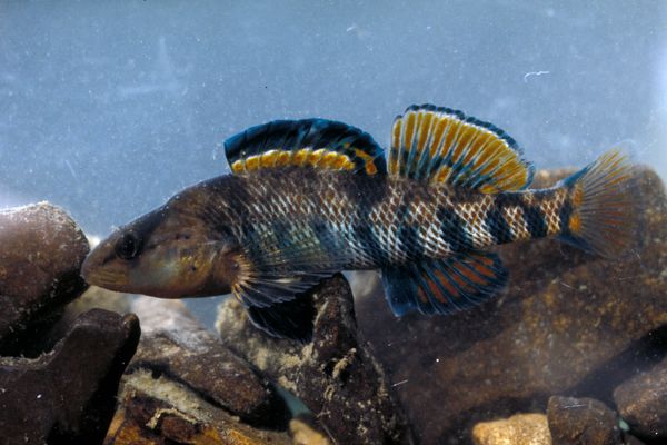 Etheostoma clinton Etheostoma clinton - Sputnik International