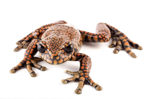 Hyloscirtus princecharlesi Hyloscirtus princecharlesi - Sputnik International